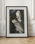 Vintage Snowy Owls Digital Art