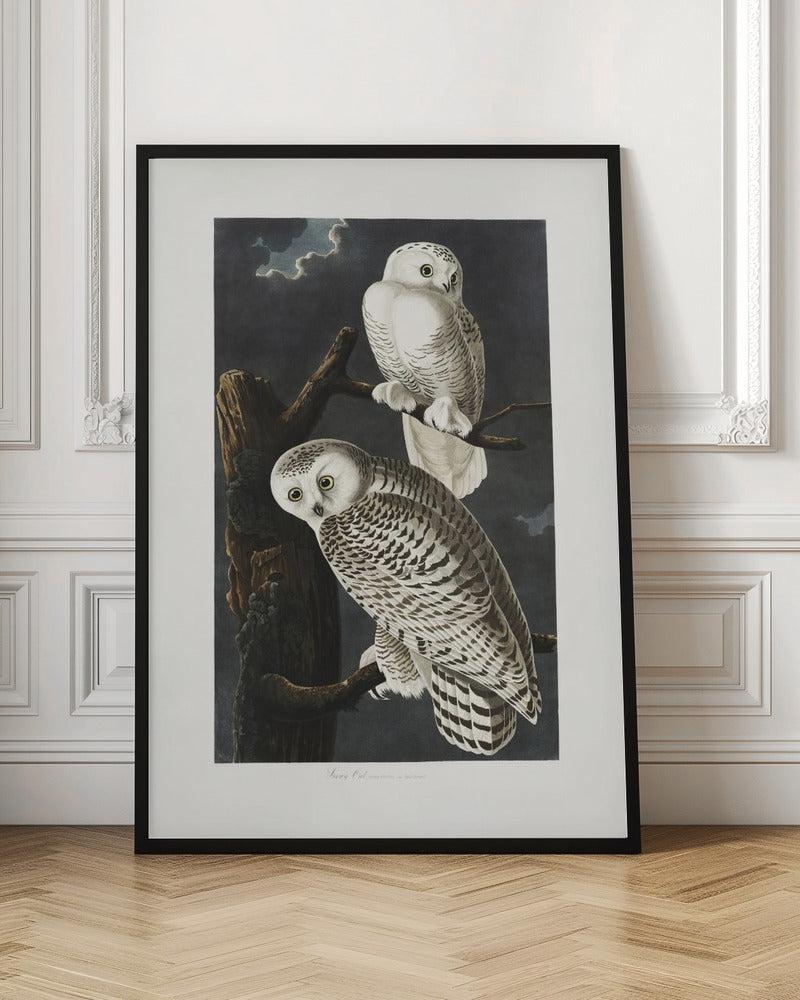 Vintage Snowy Owls Digital Art