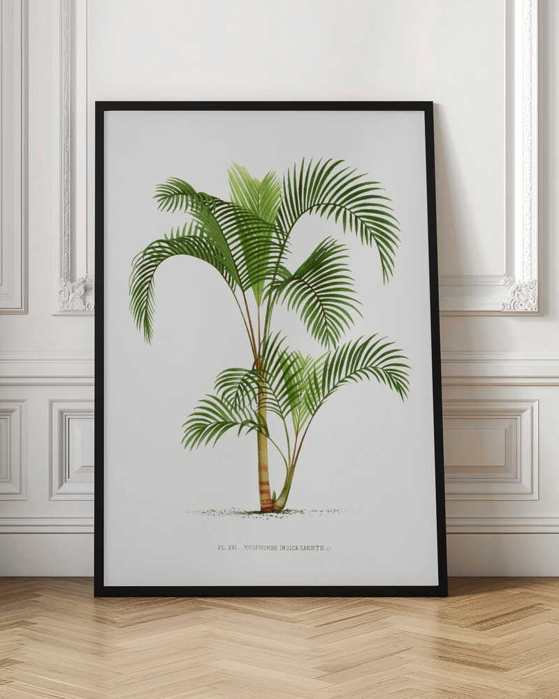 Vintage Botanical Palm Tree Digital Art