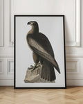 Vintage Eagle Illustration Digital Download