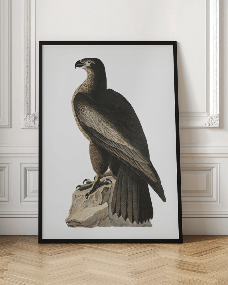Vintage Eagle Illustration Digital Download