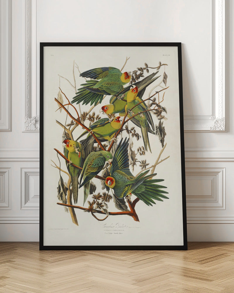 Vintage Carolina Parakeet Botanical Illustration Digital Download