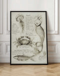 Vintage Mermaid and Marine Biology Sketches Digital Art