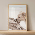 Curious Pup Digital Art