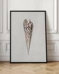 Vintage Sea Shell Scientific Illustration Digital Download