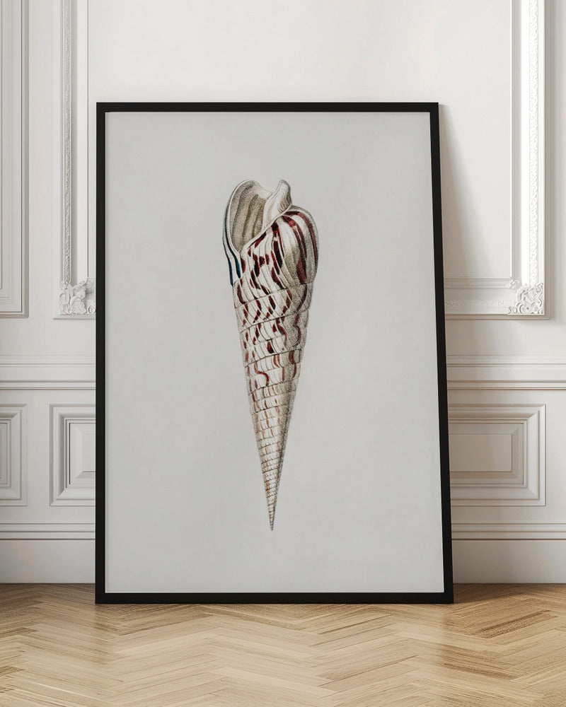 Vintage Sea Shell Scientific Illustration Digital Download