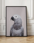 Elegant African Grey Parrot Digital Art