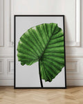 Botanical Leaf Digital Art