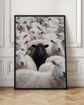 The Black Sheep Unique Herd Digital Art