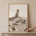 Majestic Border Collie Digital Photography