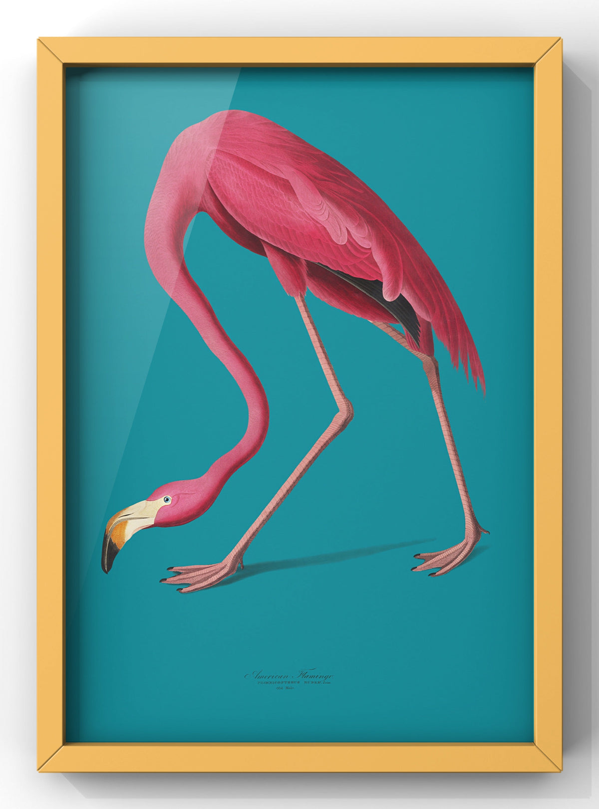 Vintage American Flamingo Botanical Illustration