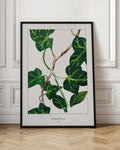 Murgröna Botanical Ivy Digital Print