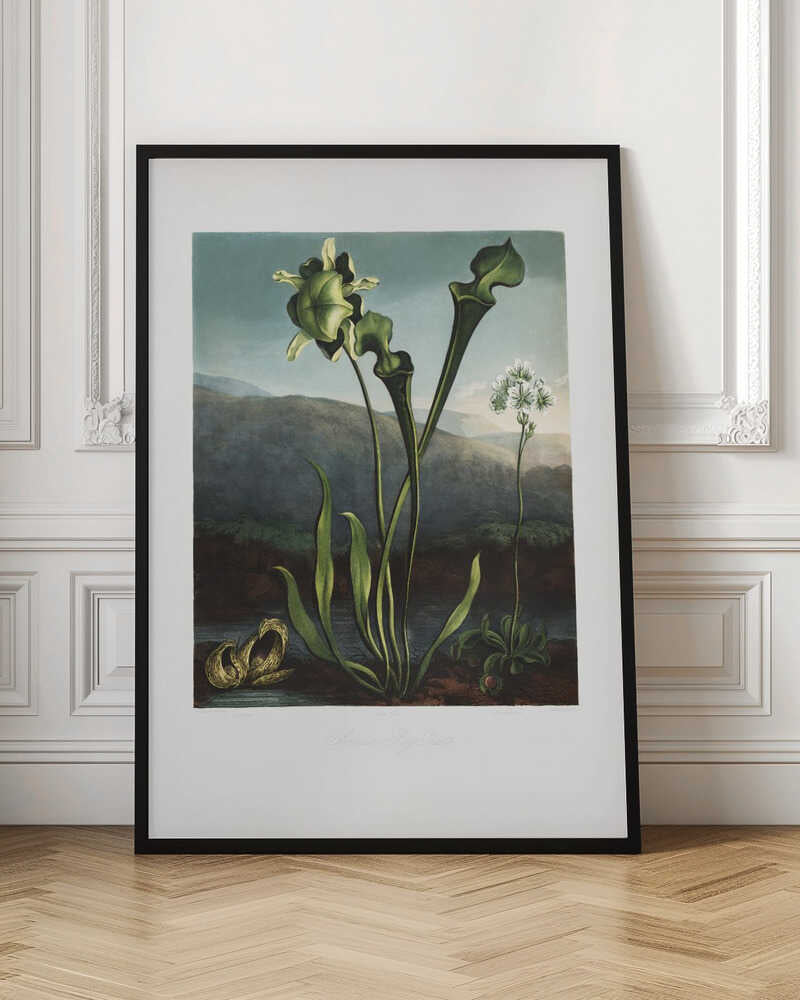 Vintage Botanical Pitcher Plant Illustration