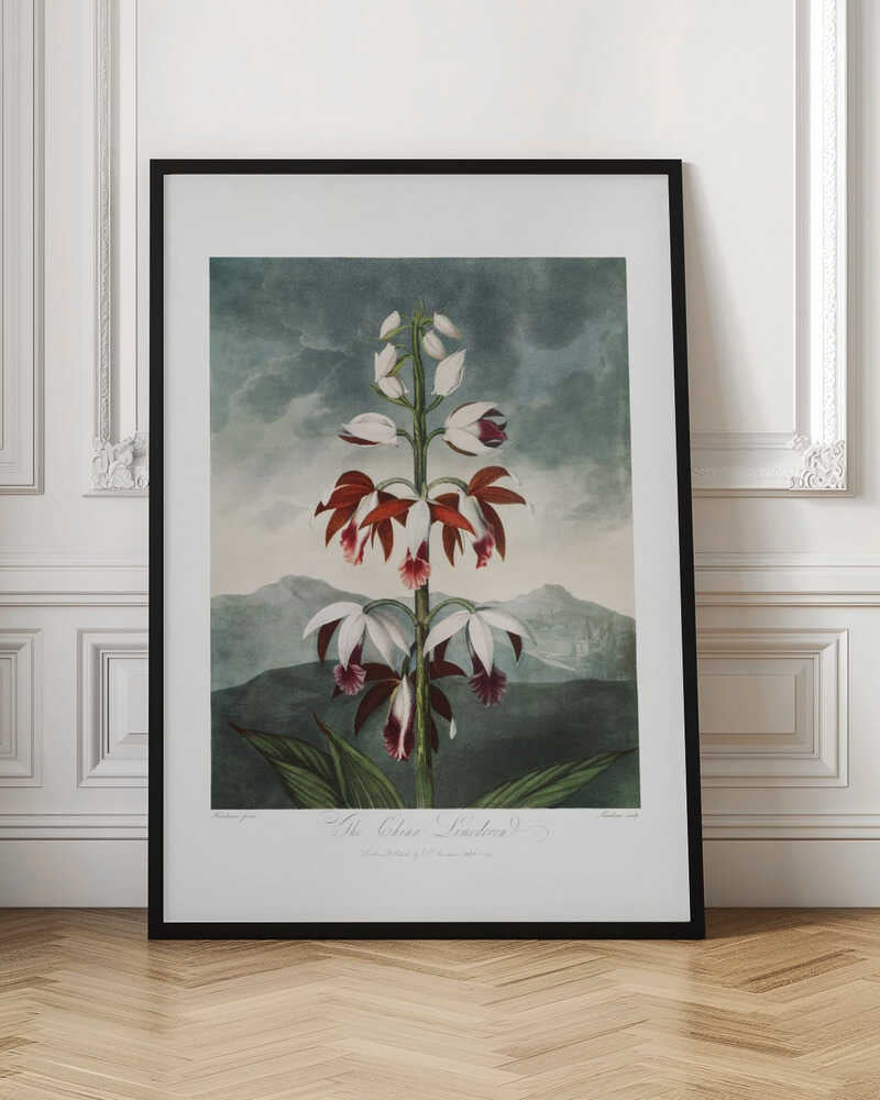 Vintage Botanical Orchid Digital Art