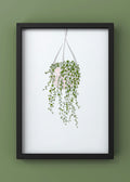 Hanging Succulent Plant Digital Art