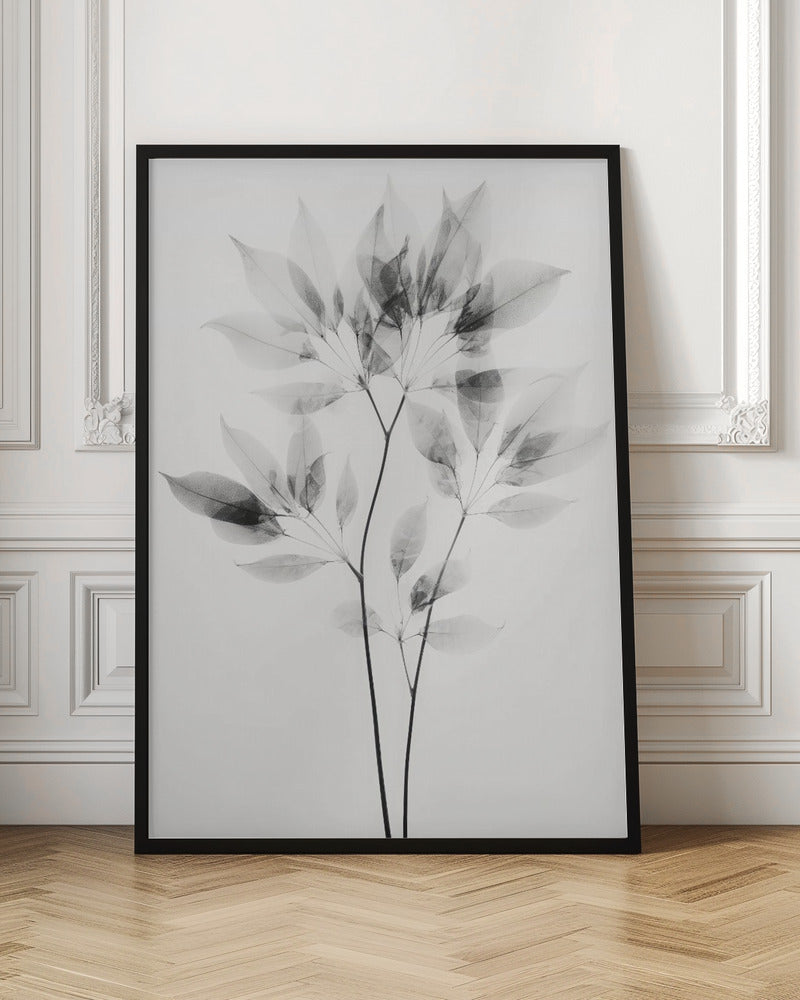 Botanical X-Ray Leaves Digital Art