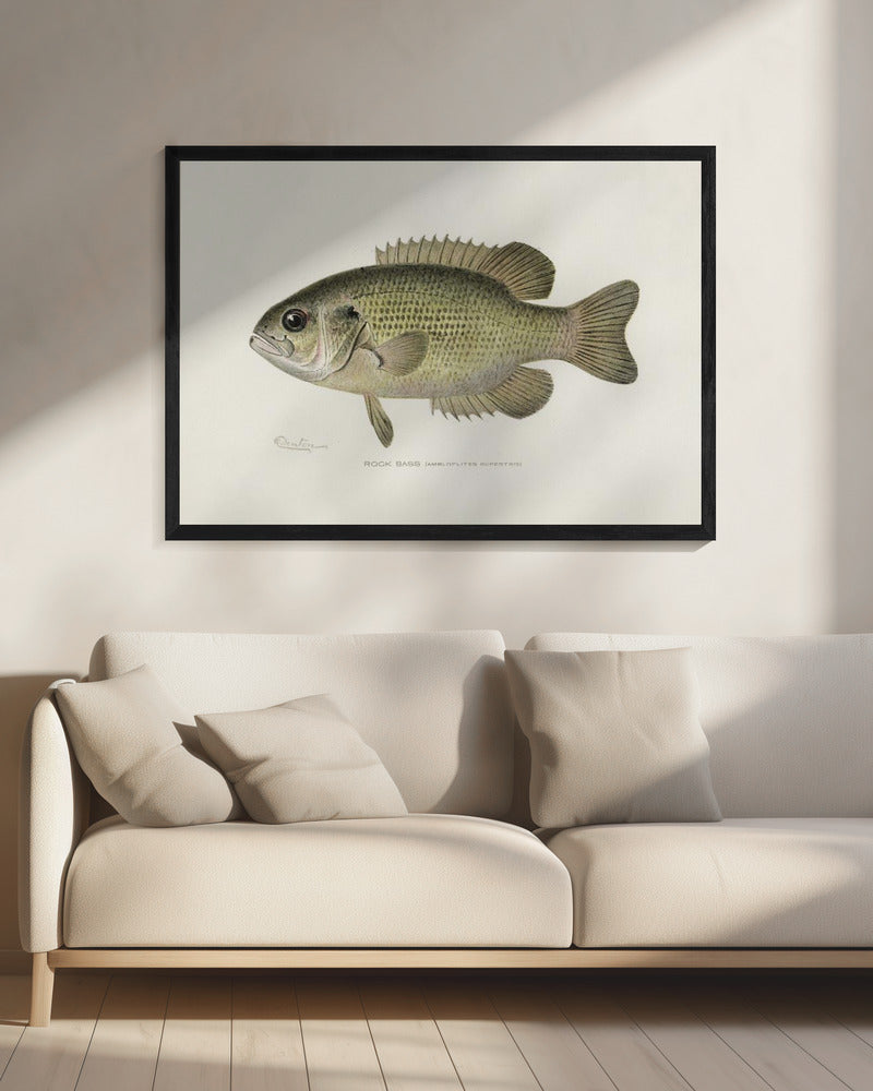 Vintage Rock Bass Fish Scientific Illustration Digital Art