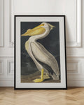 Vintage American White Pelican High-Resolution Digital Art