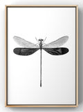 Vintage Dragonfly Botanical Illustration