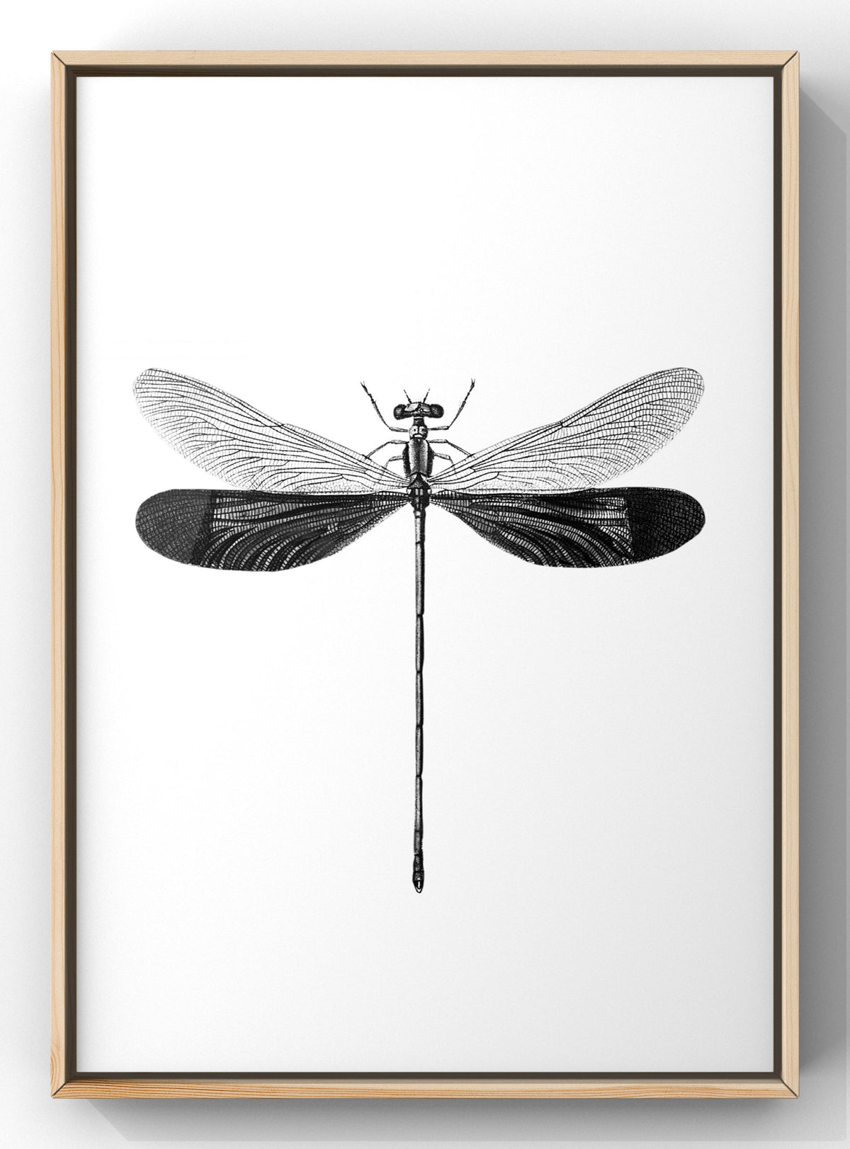 Vintage Dragonfly Botanical Illustration