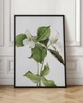 Botanical Trillium Illustration