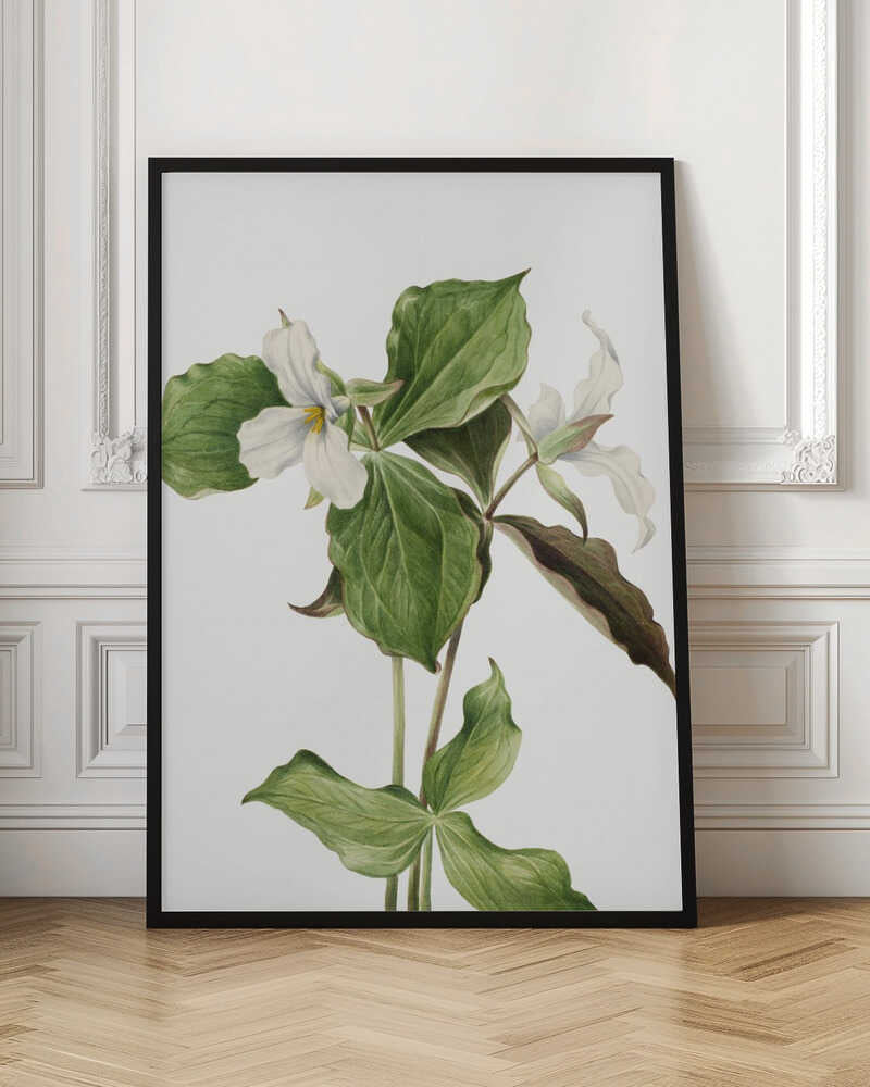 Botanical Trillium Illustration