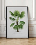 Vintage Botanical Palm Tree Digital Art