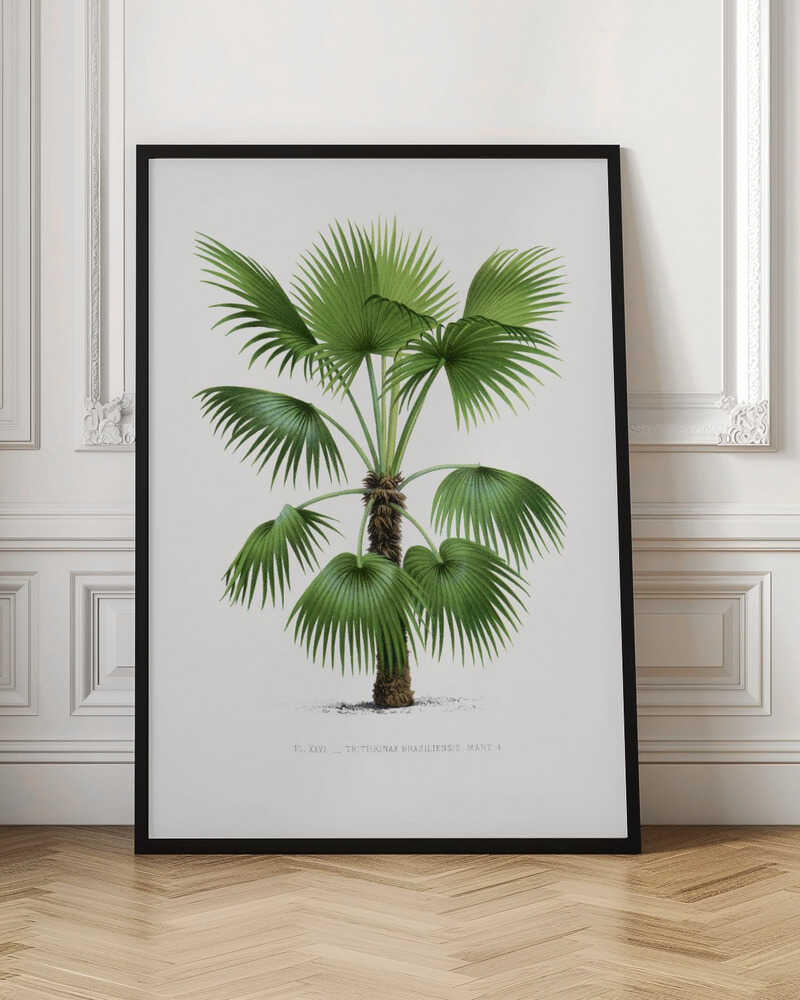 Vintage Botanical Palm Tree Digital Art