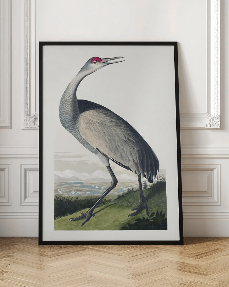 Vintage Whooping Crane Digital Artwork