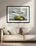Vintage Glaucous Gull Digital Art Print
