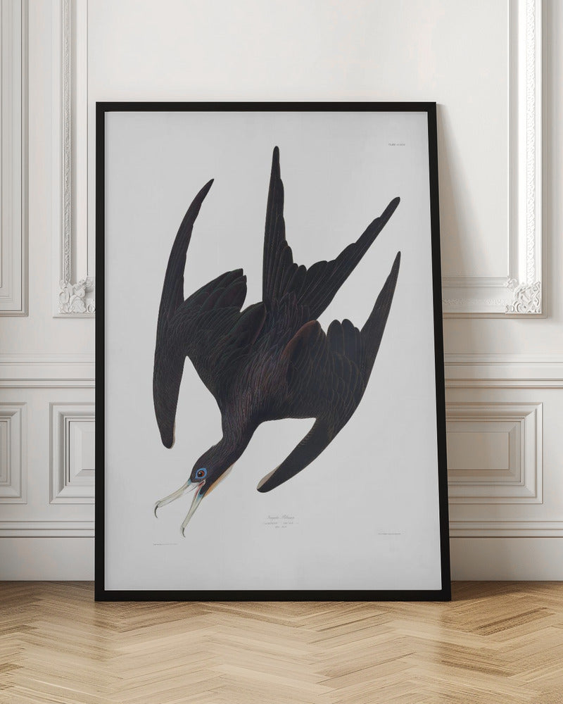 Vintage Tropical Seabird Illustration