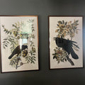Vintage Crow Botanical Illustration Digital Art Set