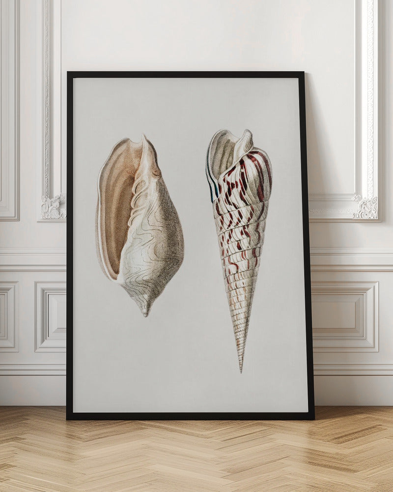 Vintage Sea Shells Scientific Illustration