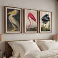 Vintage Avian Illustration Trio