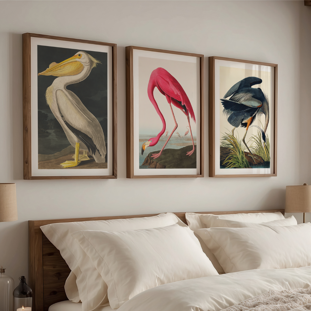 Vintage Avian Illustration Trio