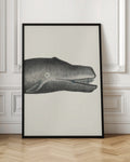 Vintage Sperm Whale Digital Art