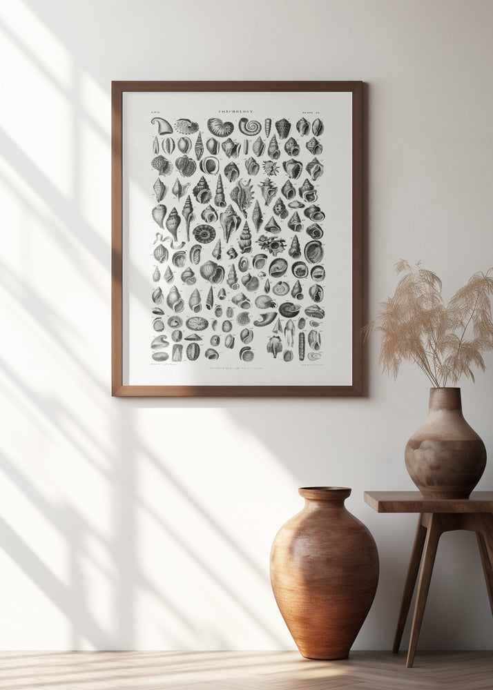 Vintage Conchology Seashell Chart Digital Art