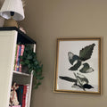 Vintage Magpies In Flight Digital Art