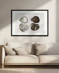 Vintage Seashell Scientific Illustration Digital Art