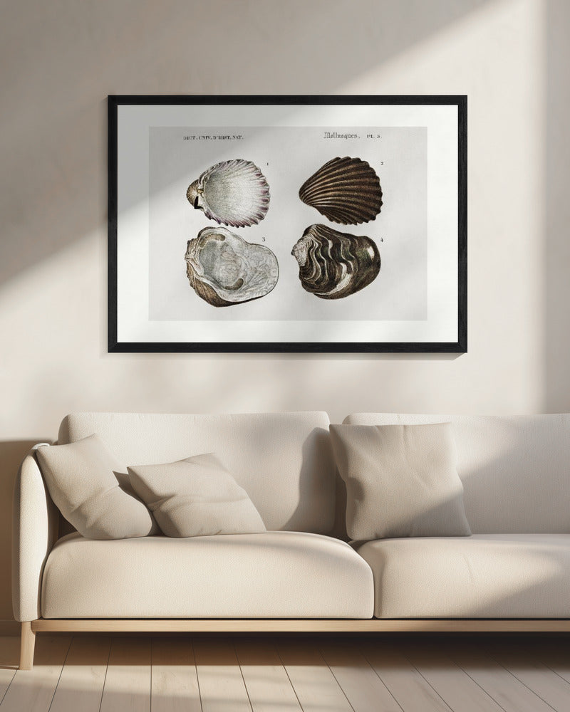 Vintage Seashell Scientific Illustration Digital Art