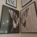Minimalist Butterfly Wing Digital Artwork