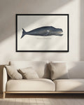 Vintage Greenland Whale Illustration Digital Download