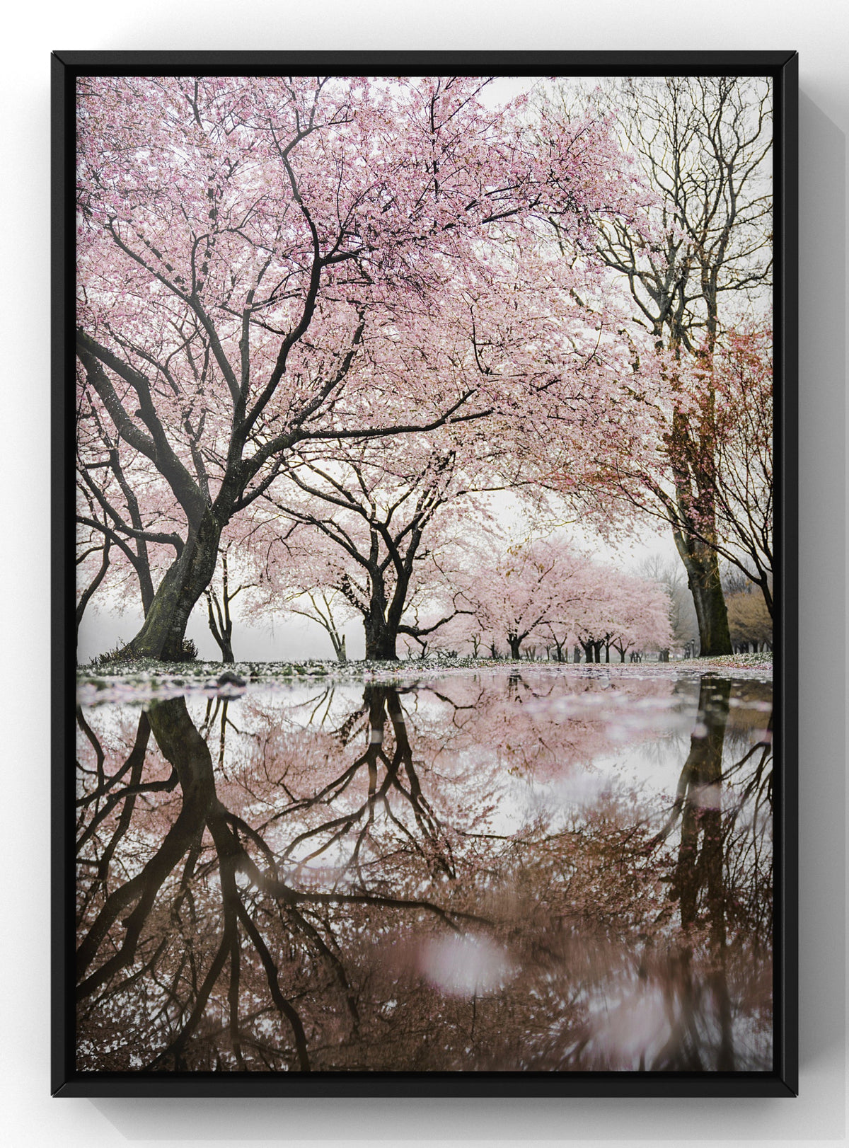Spring Cherry Blossom Reflection Digital Art