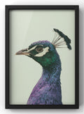 Majestic Peacock Profile Digital Art