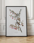 Vintage Tree Sparrow Botanical Illustration