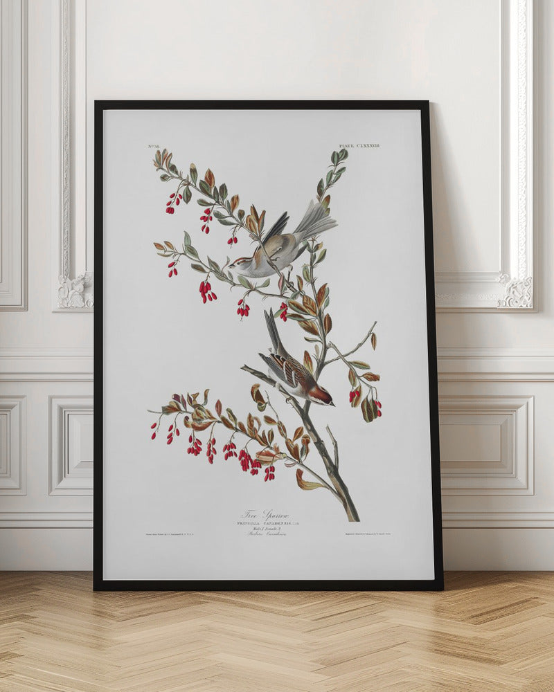 Vintage Tree Sparrow Botanical Illustration