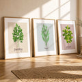 Botanical Herb Prints Set of 3