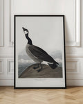 Vintage Hutchins Barnacle Goose Illustration