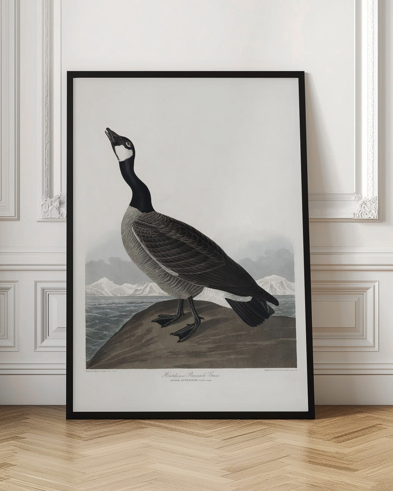 Vintage Hutchins Barnacle Goose Illustration