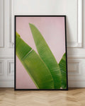 Pink Wall Banana Leaf Botanical Digital Art